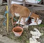 Kambing Melahirkan Kambing Melahirkan 3 Anak Berapa